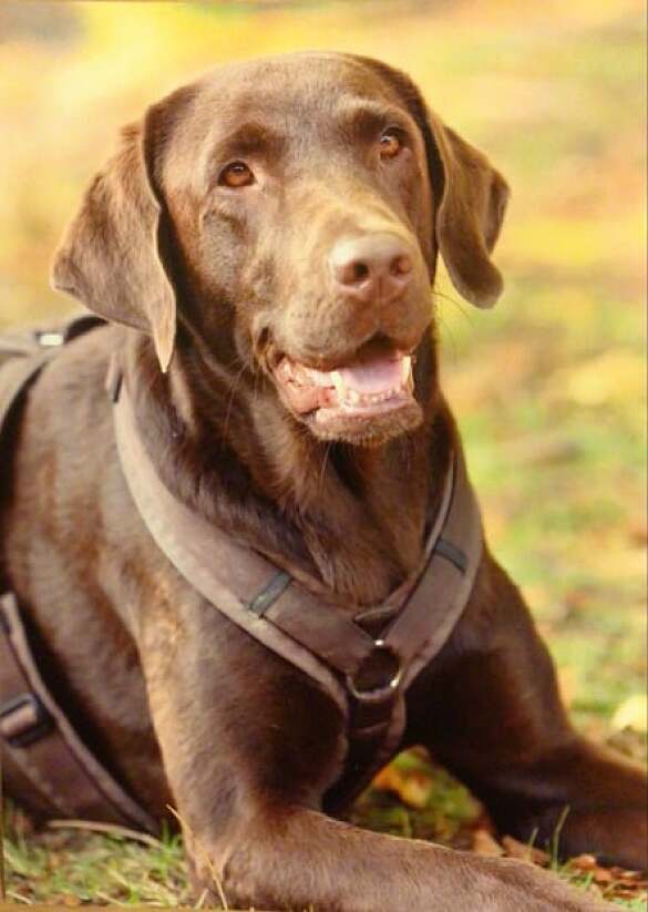 Hier siehst du den Schulhund